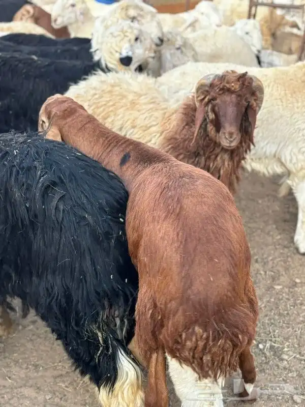 ذبائح طائفية حري سواكني نجد نعيم 0