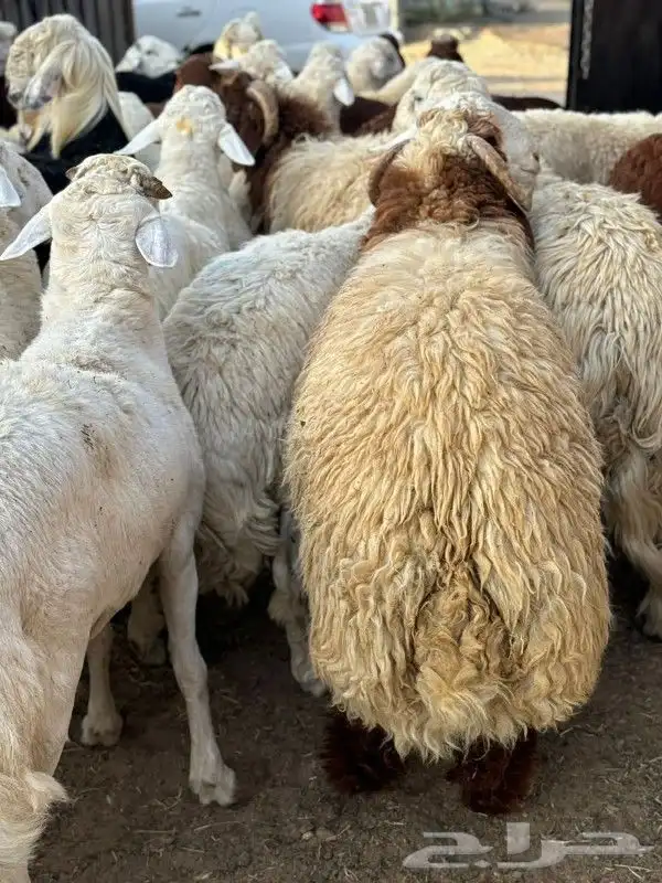 ذبائح طائفية حري سواكني نجد نعيم 8