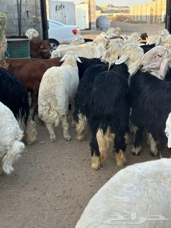 ذبائح طائفية حري سواكني نجد نعيم 6