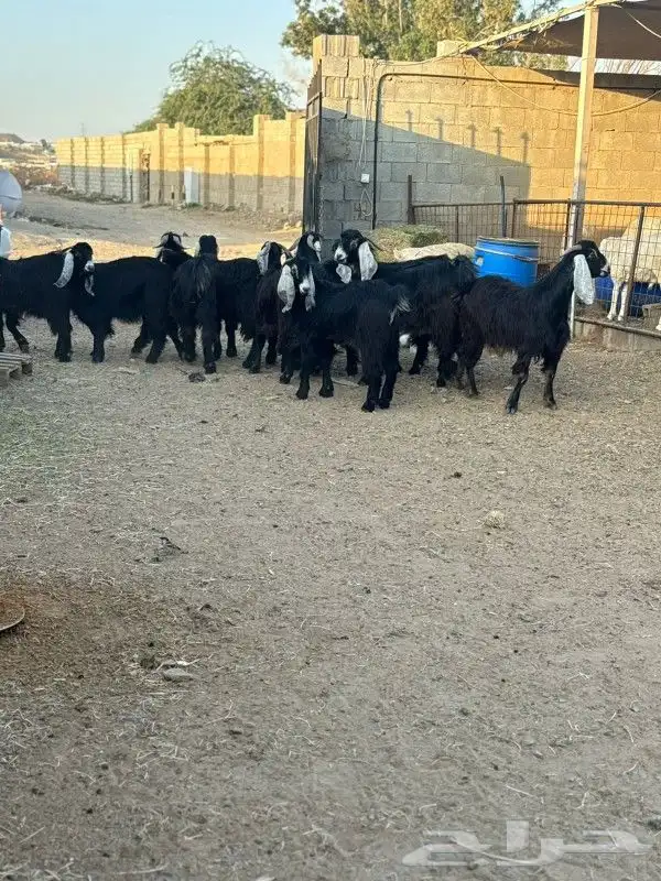 ذبائح طائفية حري سواكني نجد نعيم 14