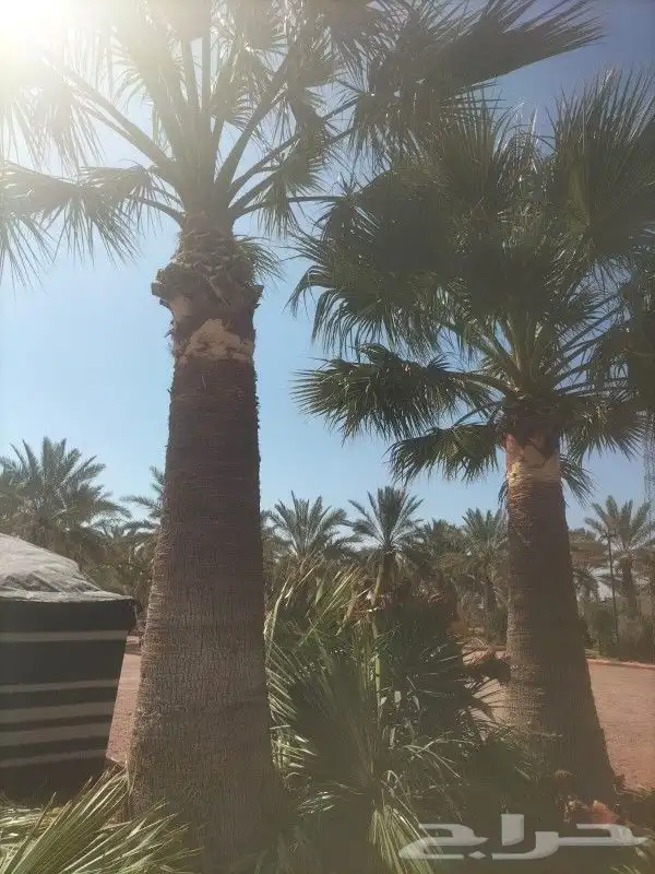 جميع اعمالا الاشجار والنخيل 3