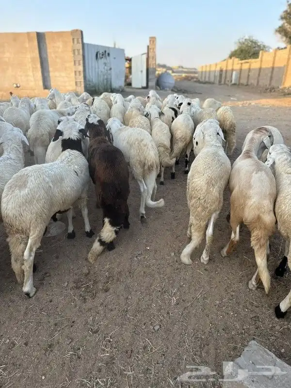ذبائح طائفية حري سواكني نجد نعيم 19