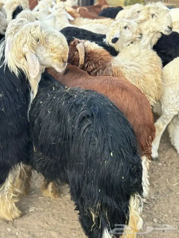 ذبائح طائفية حري سواكني نجد نعيم 1
