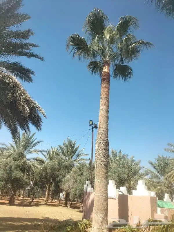 جميع اعمالا الاشجار والنخيل 0