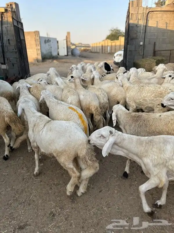 ذبائح طائفية حري سواكني نجد نعيم 15