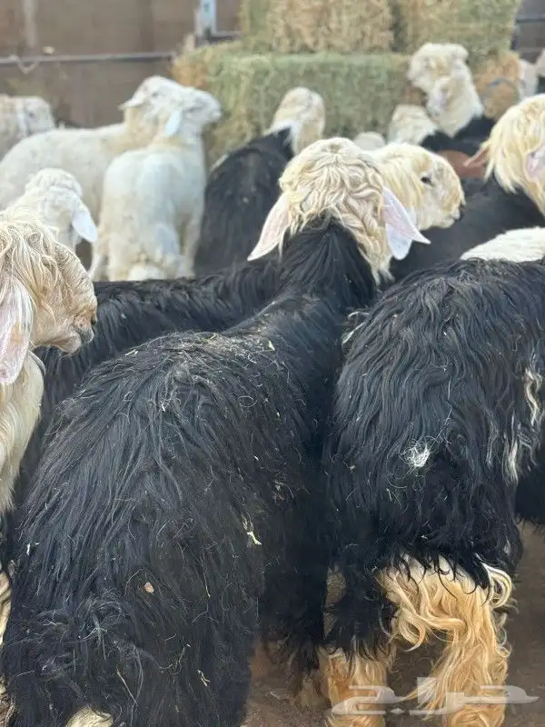 ذبائح طائفية حري سواكني نجد نعيم 4