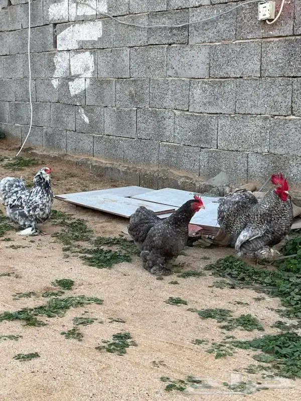 دجاج كوشن جوز 2