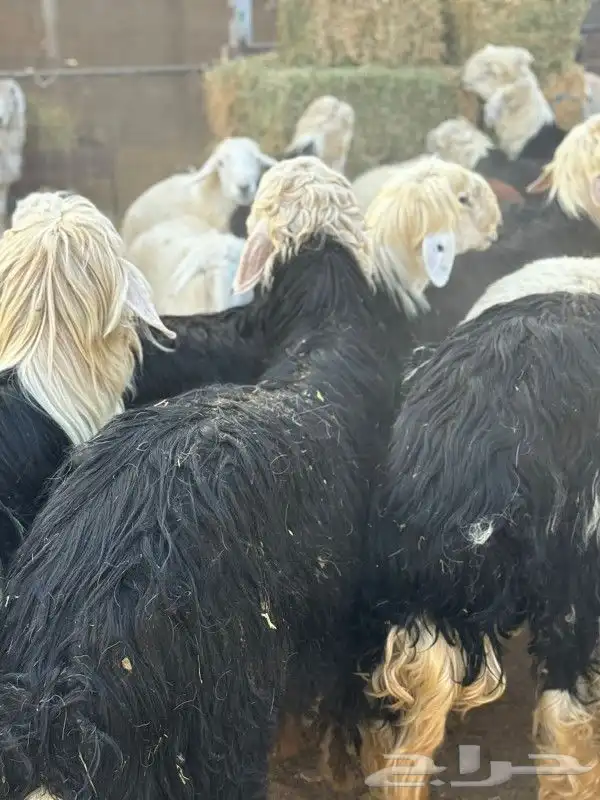 ذبائح طائفية حري سواكني نجد نعيم 3