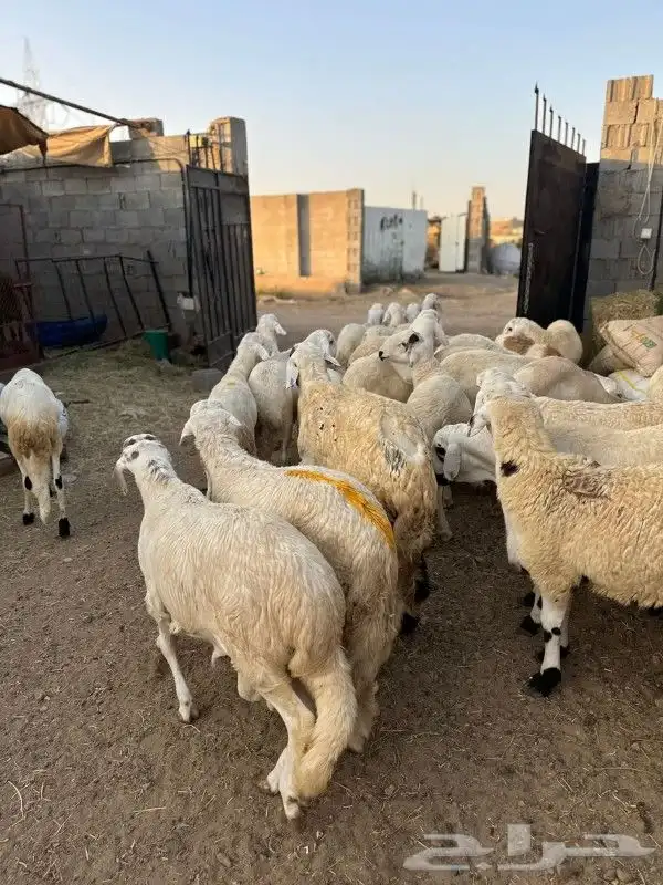 ذبائح طائفية حري سواكني نجد نعيم 10