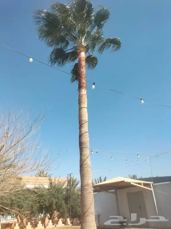 جميع اعمالا الاشجار والنخيل 1