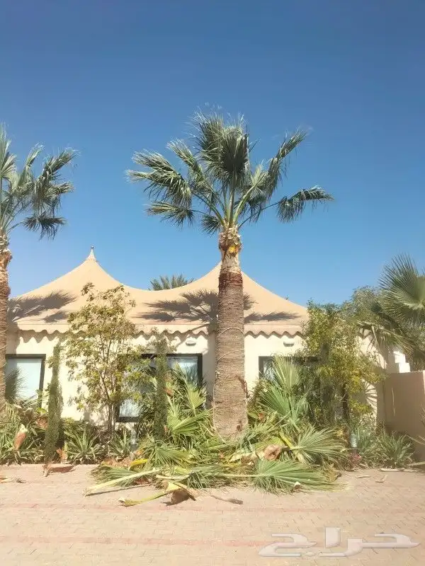 جميع اعمالا الاشجار والنخيل 2