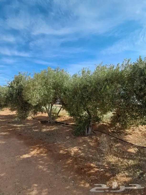 جميع اعمالا الاشجار والنخيل 4