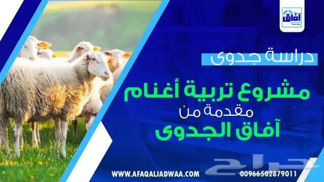 دراسة جدوى مشروع تربية أغنام 0
