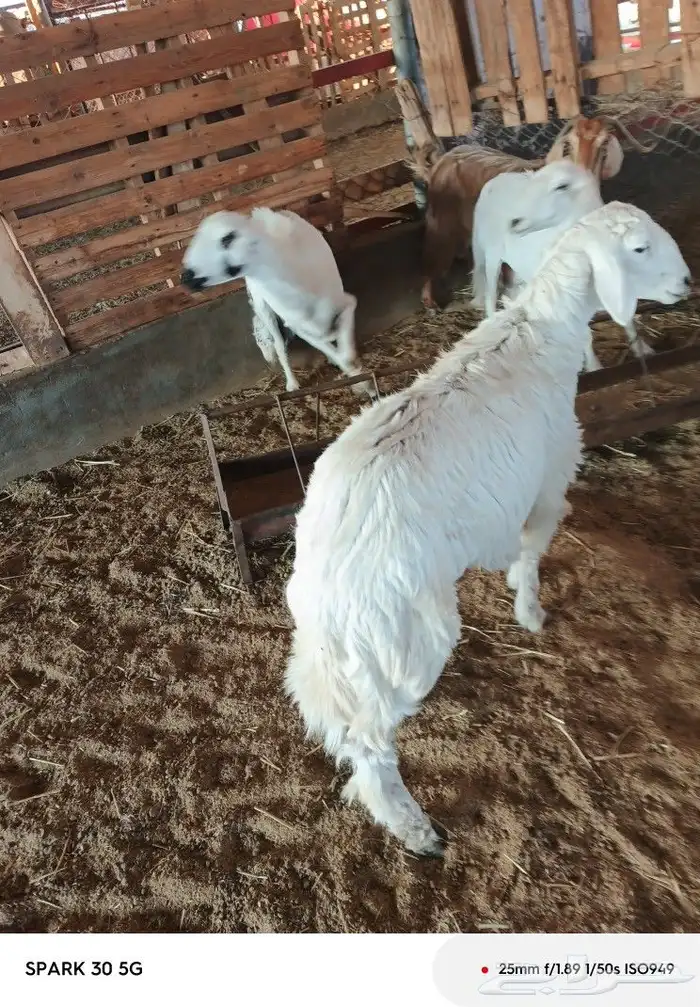رخل طيبه. تم البيع 3