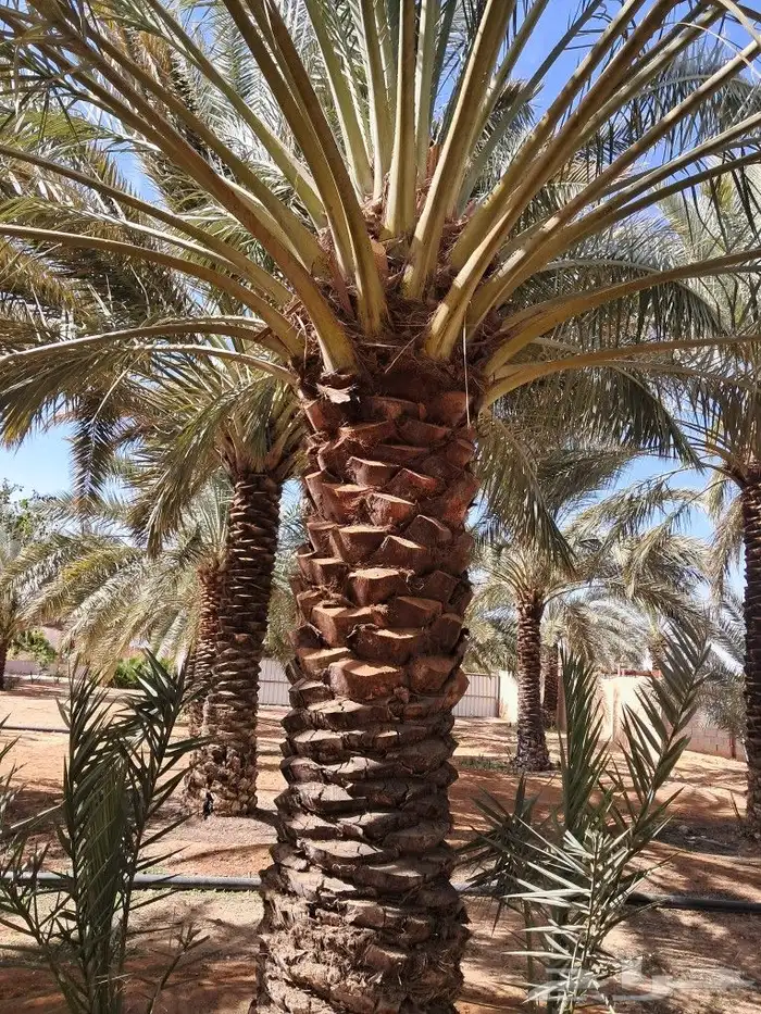 جميع اعمالا الاشجار والنخيل 7