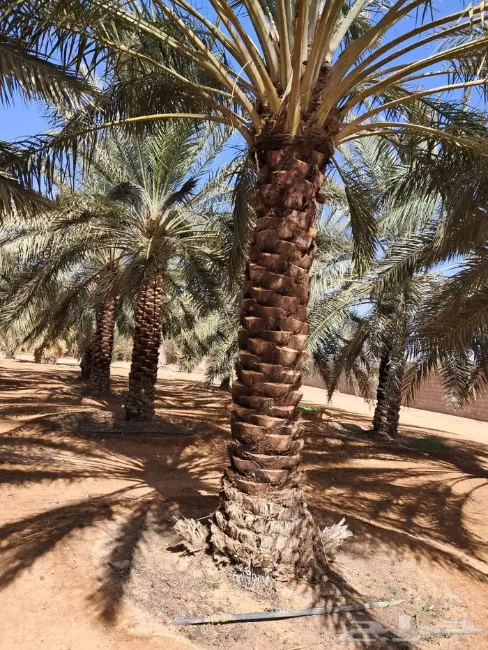 جميع اعمالا الاشجار والنخيل 8