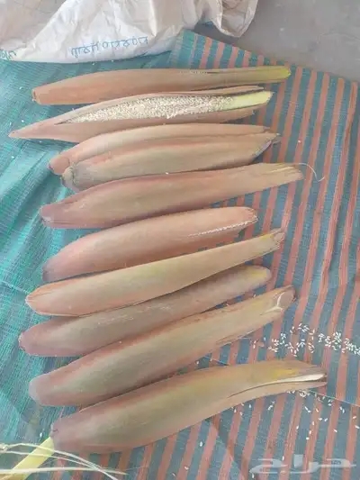 آبار لقاح انخل متوفر جديد 0