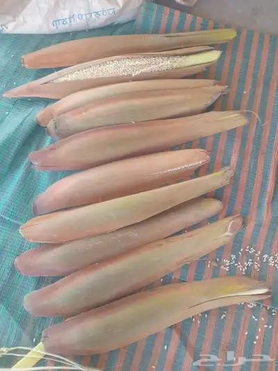 آبار لقاح انخل متوفر جديد 1