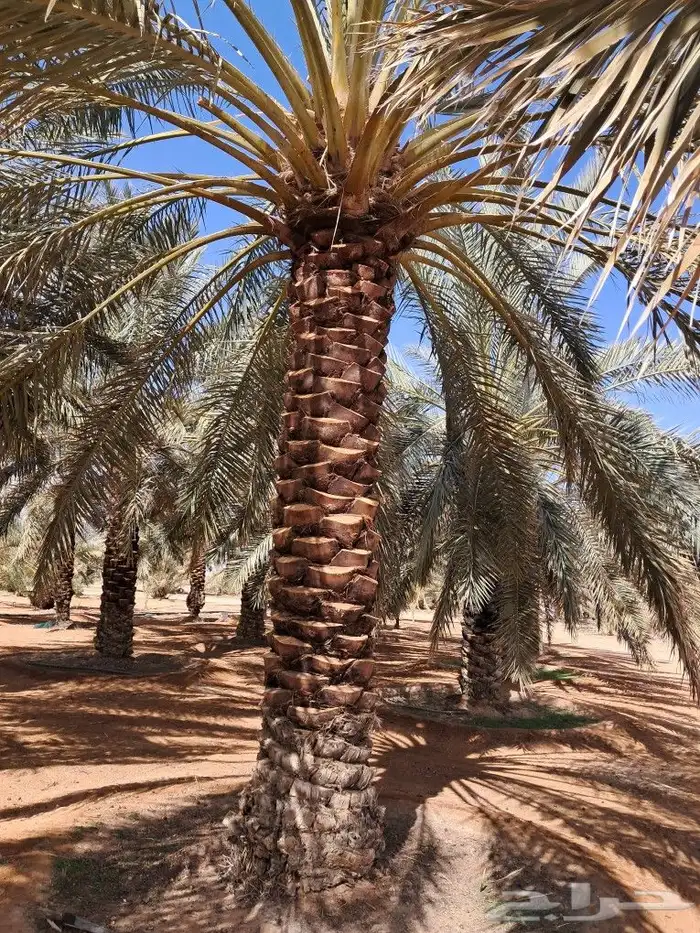 جميع اعمالا الاشجار والنخيل 6