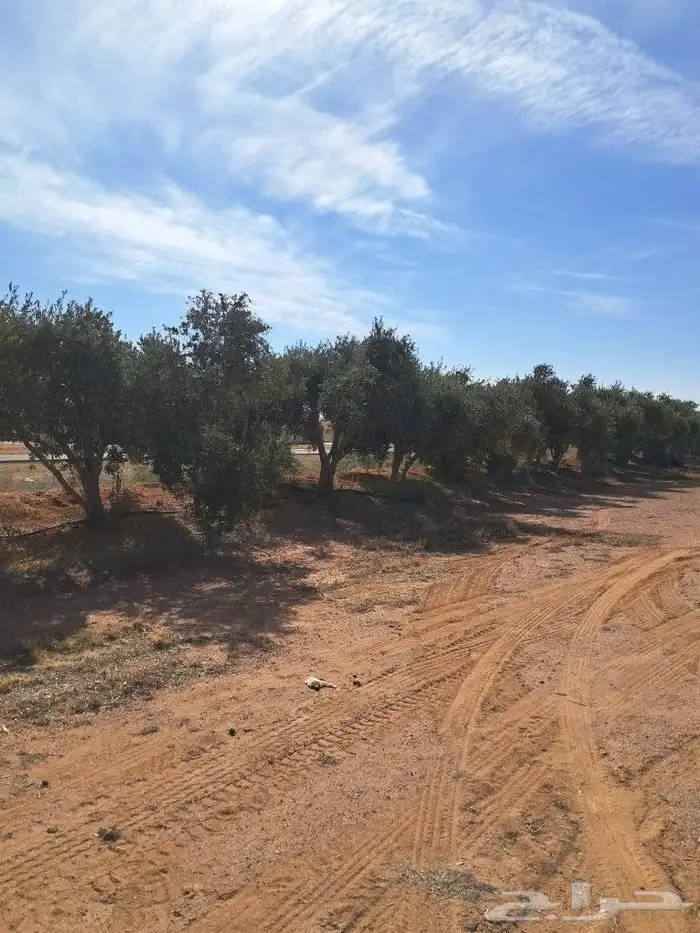 جميع اعمالا الاشجار والنخيل 5