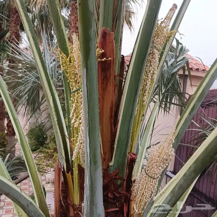 نخال وتلقيح انخيل مزارع وسترايح 2