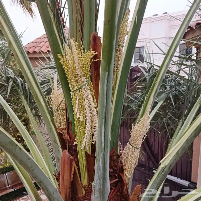 نخال وتلقيح انخيل مزارع وسترايح 0