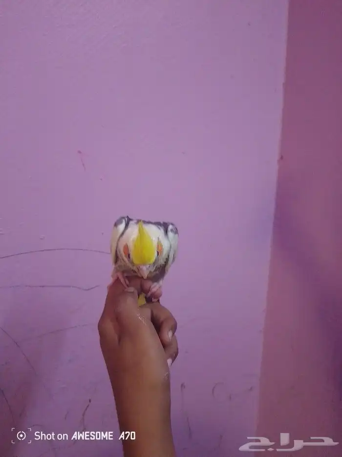 تم تم البيع 2