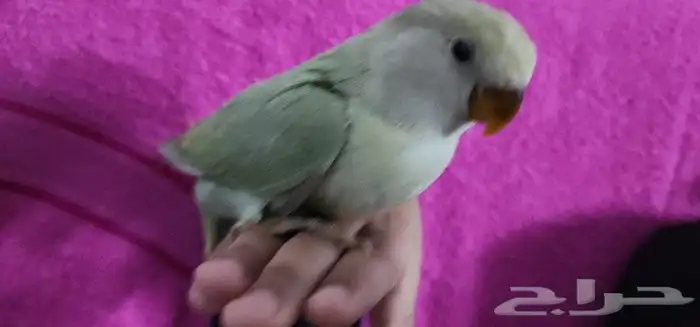 روز اليف مع الصغير والكبير 1