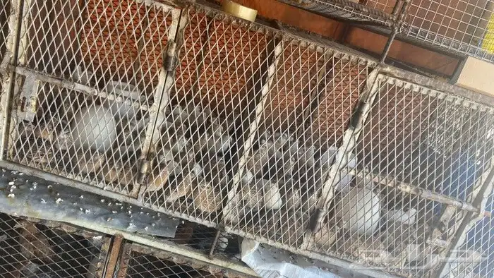 موجود سمان بيض ولحم 0