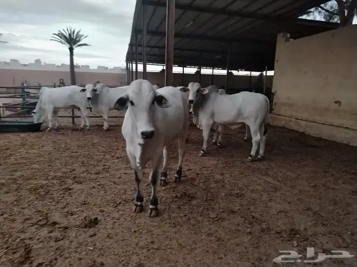 حسلان او عجول برازيلي 2