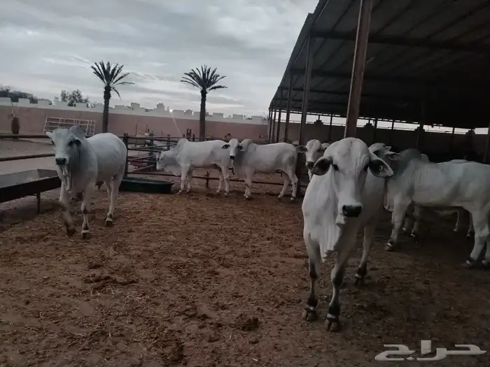 حسلان او عجول برازيلي 0
