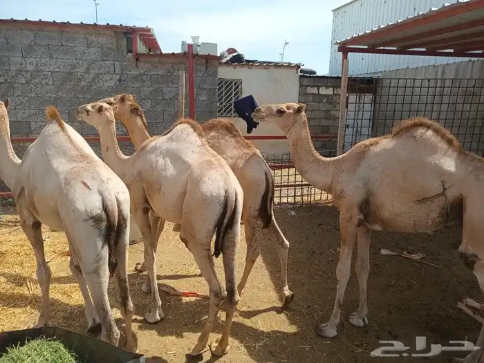 حشوان للبيع مذبوح مقطع ومفروم بالربع 1500 وكل عام وانتم بخير 0