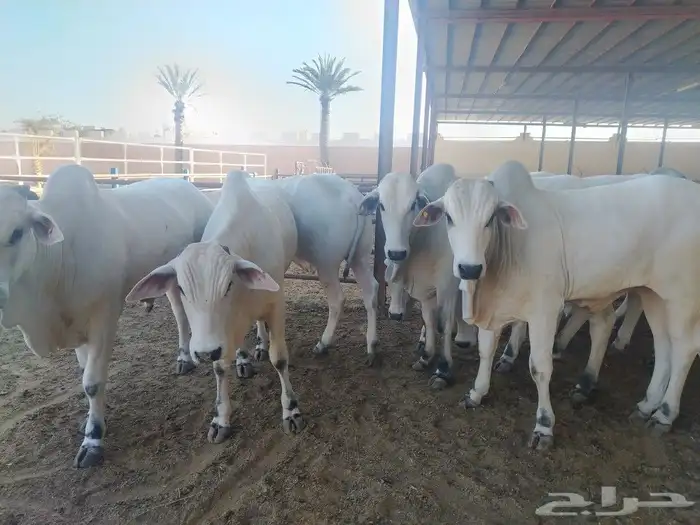 حسلان او عجول برازيلي 7