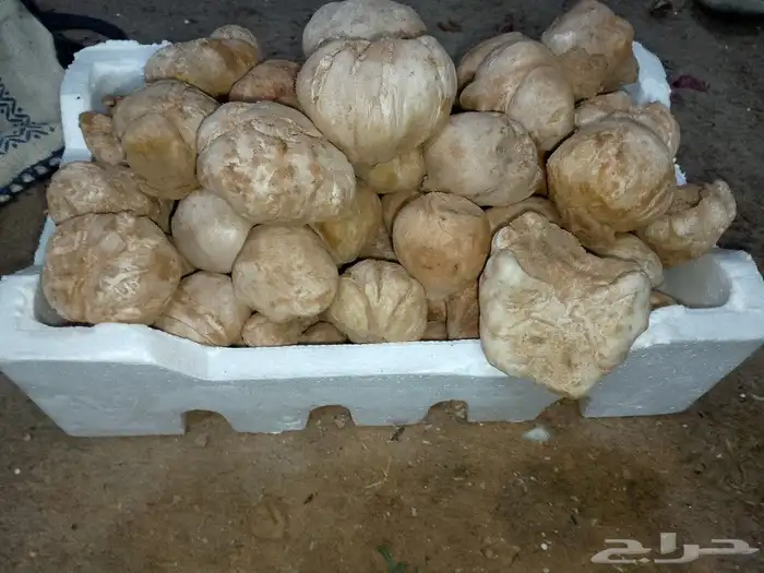 فقع طيب وجديد طازج شكل يومي 4