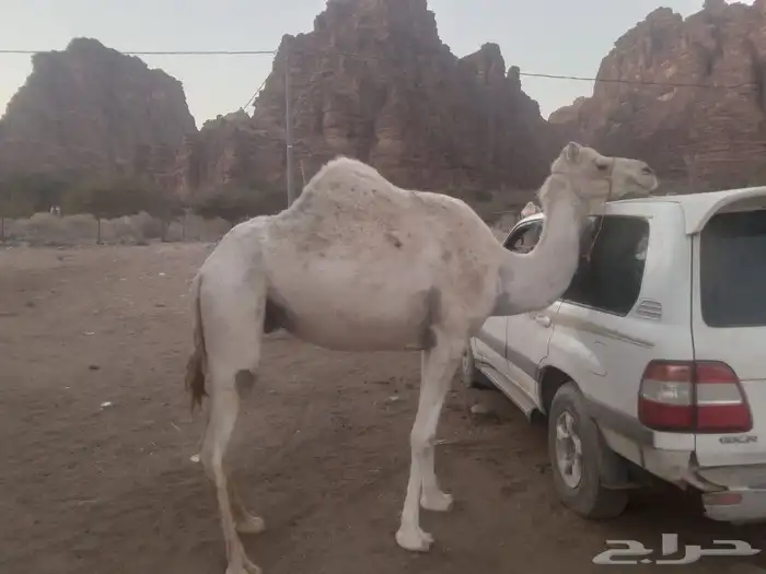 بكره لقيه بنت الذيب الملوك لعوده الضبع العطوي والناقه ابوه 0