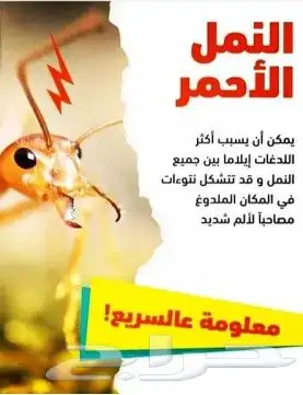 شركة مكافحة حشرات بمكه 2