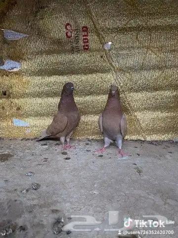 أزواج قطايف 1