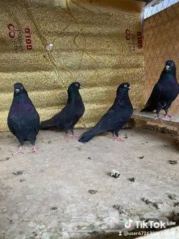 أزواج قطايف 2