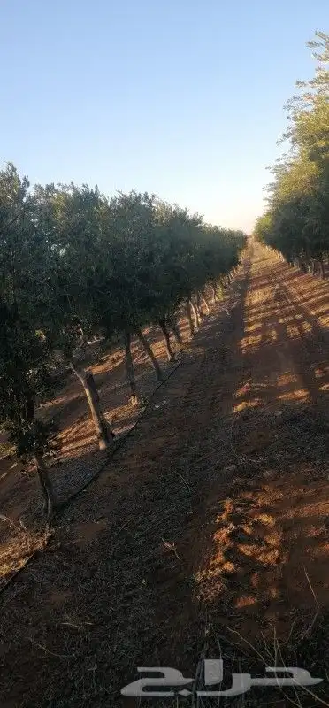 يوجد لدينا أشجار زيتون بجميع انواعه وحمضيات 6
