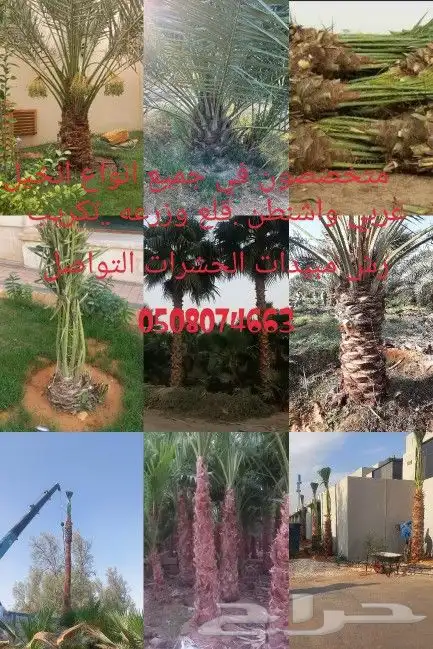 نخل 0