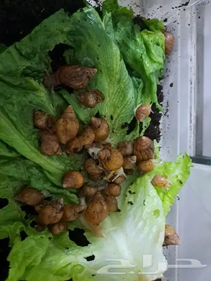 حلزونات افريقية للبيع 1