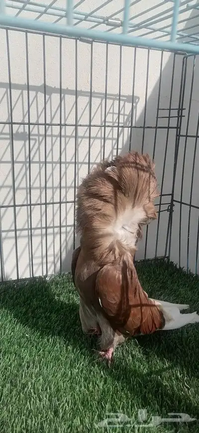 كرنقو وجاكوبين 3