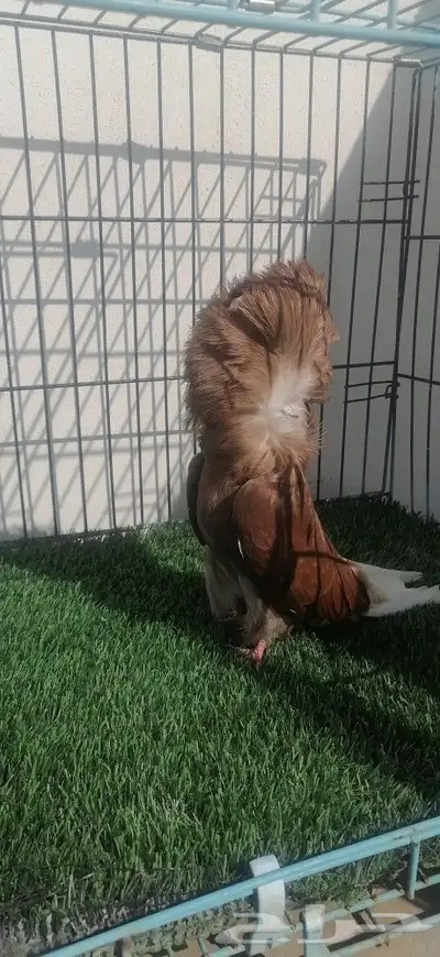 كرنقو وجاكوبين 5
