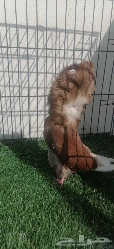 كرنقو وجاكوبين 2