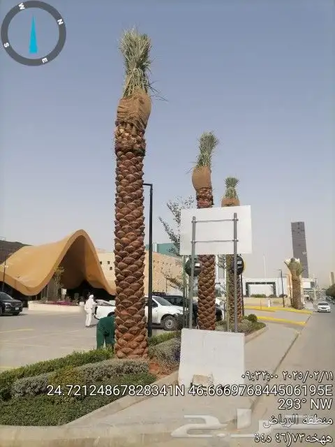 نخل 2