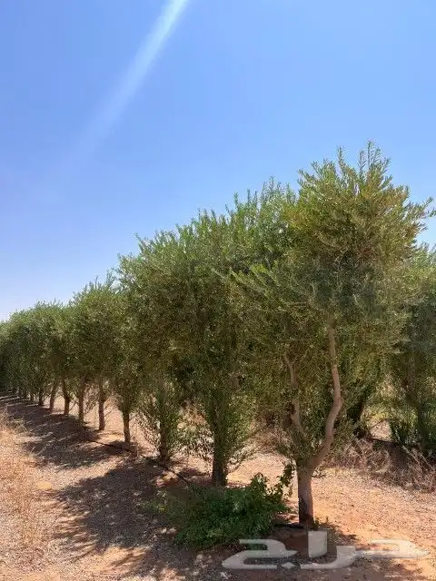 يوجد لدينا أشجار زيتون بجميع انواعه وحمضيات 1