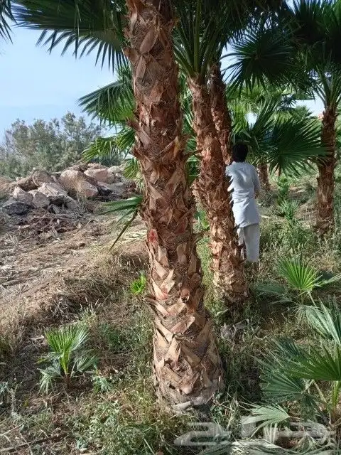 نخل 5