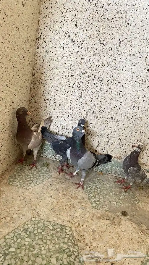 حمام 2