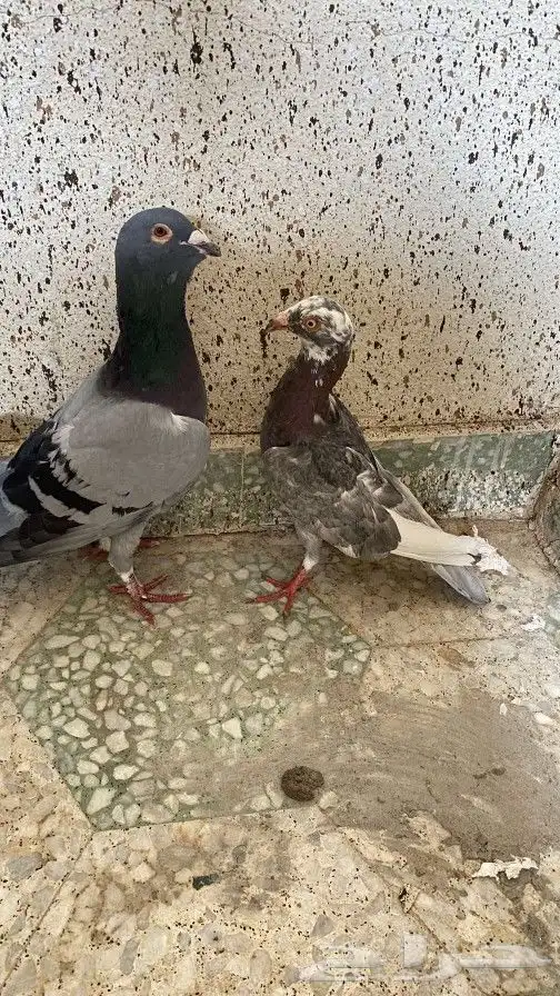 حمام 1