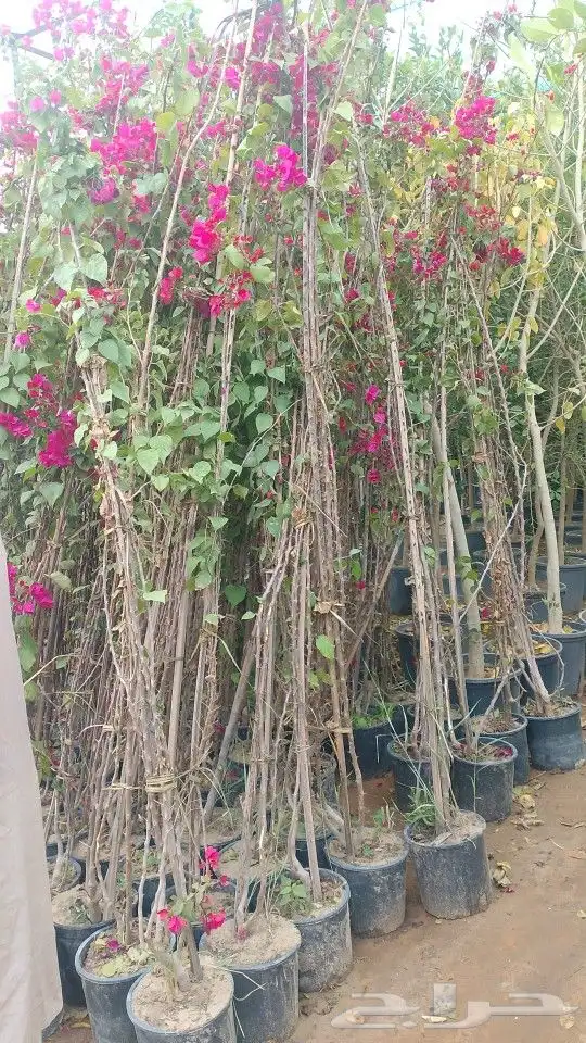 أشجار منوعه ومثماره جميع الانوع والمقسات وصينت القصور 4